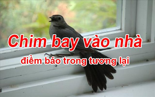 Chim bay vào nhà là điềm báo gì - điềm báo tốt hay xấu