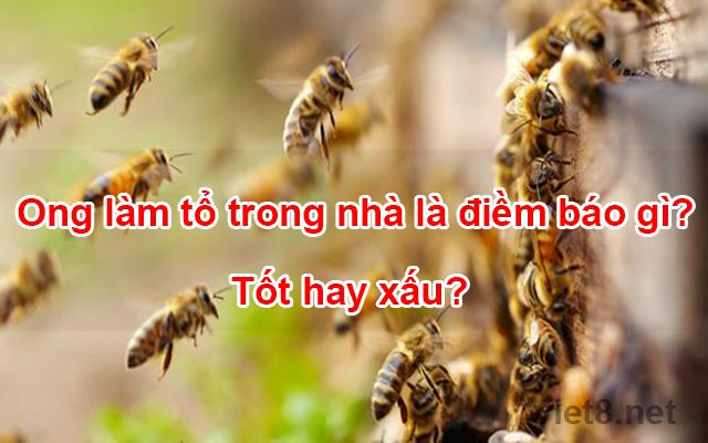 Ong làm tổ trong nhà là điềm báo tốt hay xấu ?